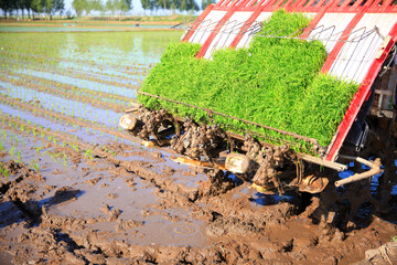 Farmers planting rice in field by using rice planting machine.
