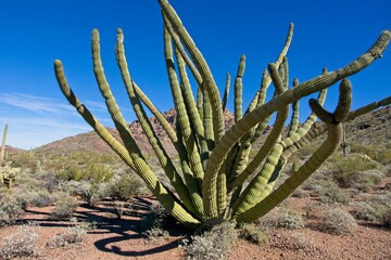 Organ Pipe Cactus (Stenocereus thurberi) in Organ Pipe Cactus National Monument in Arizona USA
