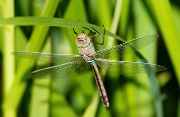 Vagrant Emperor, Hemianax ephippiger. Dragonfly clings to the leaf of the plant.