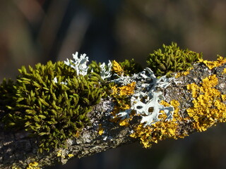Branche d'arbre recouverte de mousse verte et de lichen orange
