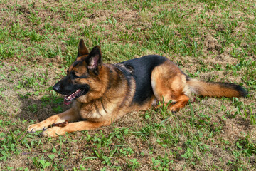 german Shepherd dog in sphinx position looking straight ahead out of picture with his ears pricked, his mouth open, his teeth can be seen and his tongue can be seen outside his mouth on the other side