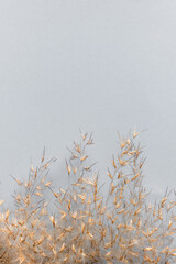Dry golden reeds on a gray background. Trendy pampas grass.