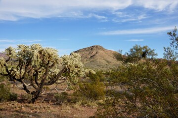 Organ Pipe Cactus National Monument in Arizona USA - Protected area of the Sonoran Desert