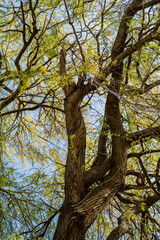 Obraz premium old willow tree