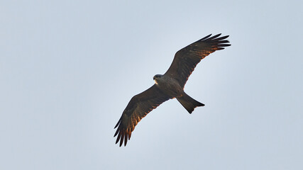 eagle in flight