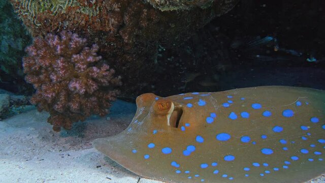 Bluespotted stingray (Taeniura lymma) lies on the bottom of the sea under a cliff