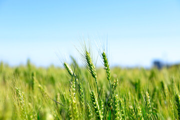 The green wheat fields
