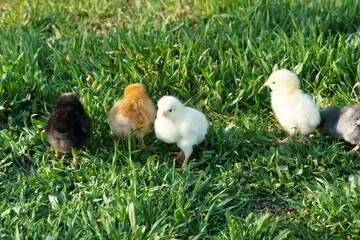 Close-up of a group of chickens in the grass.