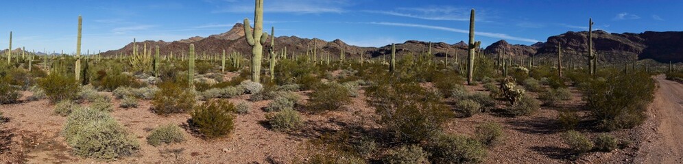 Panorama image of Organ Pipe Cactus National Monument in Arizona USA
