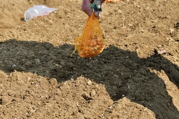 Close-up on the hand of a farmer holding seeds in his hand for planting in the soil