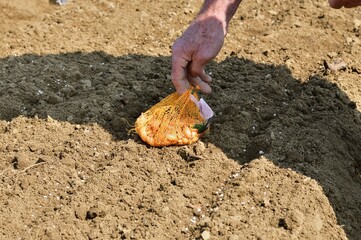 Close-up on the hand of a farmer holding seeds in his hand for planting in the soil