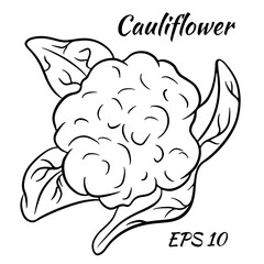 Bright vector collection of colorful cauliflower. Fresh cartoon organic vegetable isolated on white background,