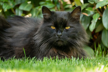 Naklejka na ściany i meble Schönes Portrait einer schwarzen Katze im grünen Gras