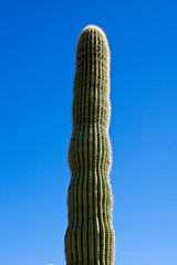 Saguaro Cactus (Carnegiea gigantea) in Organ Pipe Cactus National Monument in Arizona USA