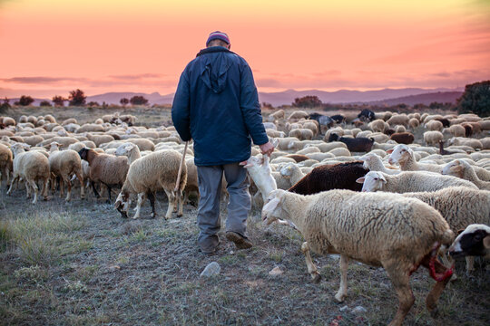 Pastor llevando oveja reci&eacute;n nacida en el campo al atardecer
