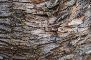 The abstract background of old tree  