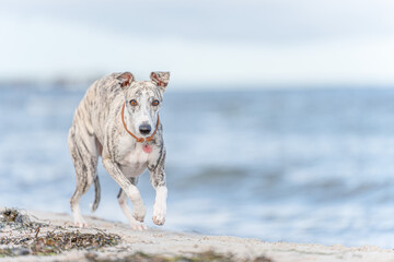 hübsche Whippet Hündin / Windhund rennt ausgelassen am Ostseestrand