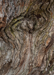 The abstract background of old tree  