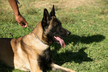 German shepherd dog, resting with its owner