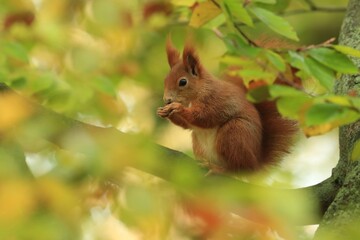 Naklejka na ściany i meble Art view on wild nature. Cute red squirrel with long pointed ears sitting on the tree branch. Sciurus vulgaris