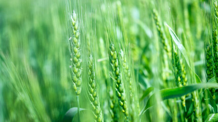 Wheat field image. View on fresh ears of young green wheat and on nature in spring summer field close-up. With free space for text on a soft blurry sky background
