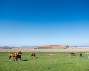 Fototapeta na wymiar horses in countryside landscape under blue sky in dutch province of zeeland