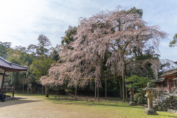 醍醐寺