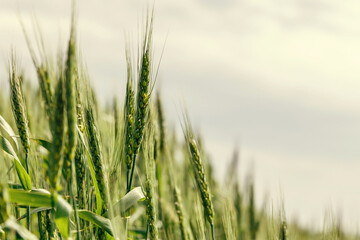 Wheat field image. View on fresh ears of young green wheat and on nature in spring summer field...