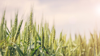 Wheat field. Agriculture field with young corn at sunny day. Green ears wheat or rye. Complete grains close-up. Against the sky with the sun. The idea of a rich harvest. Label art design.