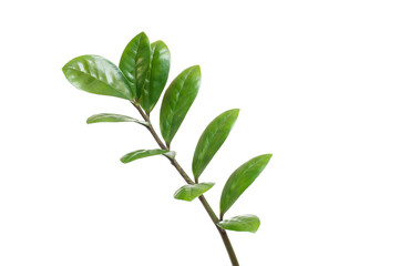 Young branch with green leaves on a white background
