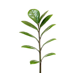 Young branch with green leaves on a white background