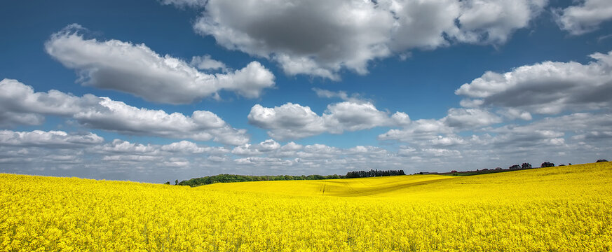 Agricultural landscape with Yellow flowering canola field and perfect blue sky. Blooming canola flowers under sunlight. panorama image. Rural scenery. natural energy products. Rich harvest concept.