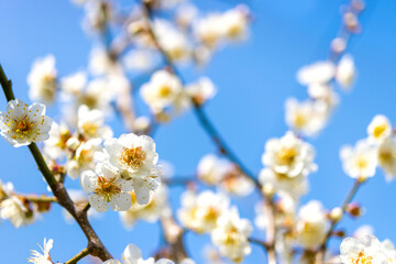Close-up image of white plum blossoms