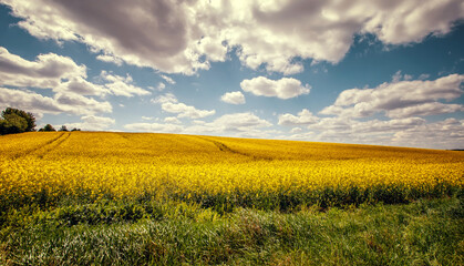 Wonderful Agricultural Landscape. Canola Field with perfect blue sky at sunny day. The idea of a...
