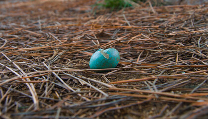 bird egg in the nest