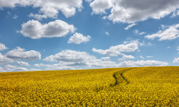 Beautiful landscape with yellow blossom field of conola flowers and blue summer sky with clouds. Wonderful agriculture landscape background. Rich harvest concept. Rural scenery. natural energy product