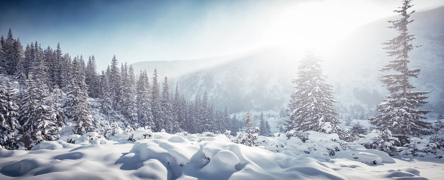 Fantastic winter scenery in mountains. great image of mountain landscape during sunset. Winter forest with snow-covered fir trees under morning sunlight. Christmas concept. Softlight effect.