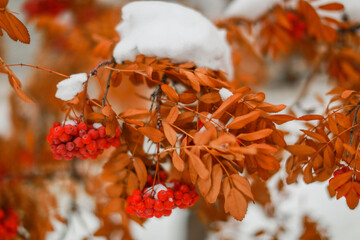 leaves in snow