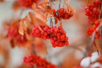 red berries in autumn