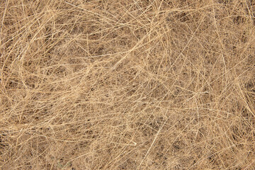 Fototapeta na wymiar Abstract background. Brown dry grass. use for graphic design, space for text.