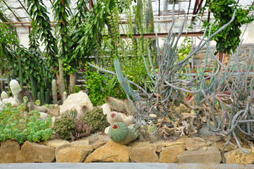 Greenhouse with cacti. Variety of succulents. Tropical background
