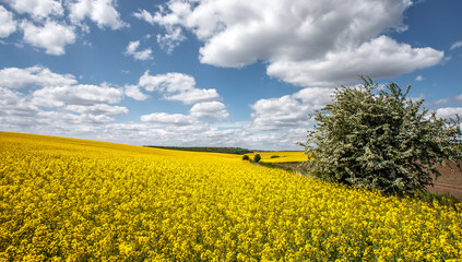 Obraz premium Beautiful landscape with yellow blossom field of conola flowers and blue summer sky with clouds. Wonderful agriculture landscape background. Rich harvest concept. Rural scenery. natural energy product