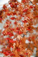 red autumn leaves