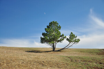 Double pine. The landscape is high in the mountains. Lonely tree