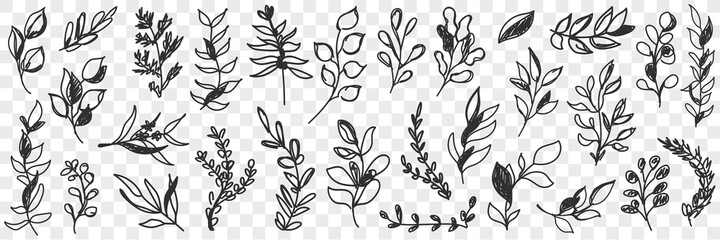 Leaves natural pattern doodle set. Collection of hand drawn various branches with leaves of natural pattern isolated on transparent background 