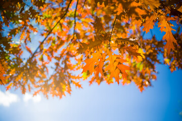 Bright yellow leaves on autumn birches against the blue sky.