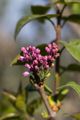 Syringa vulgaris, the common lilac or lilac, is a species of plant with its fragrant flowers in spring.