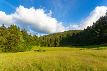 Obraz premium The meadow fringed by the forest in Risnjak National Park, Croatia