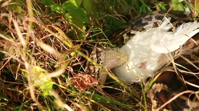 Close-up of a large spotted python snake in the grass, swallowing its prey. Boa constrictor eats chicken. The largest snake in the wild.	
