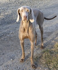 Vertical photo, hunting dog, breed Braco de Weimar, short hair, silver gray color